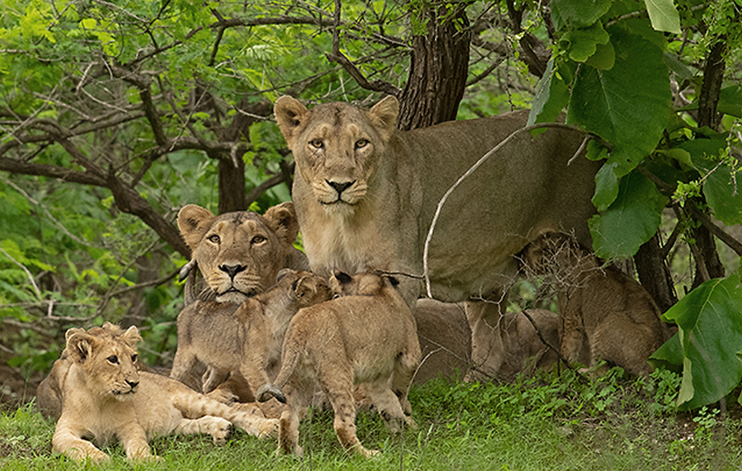 Sasan Gir